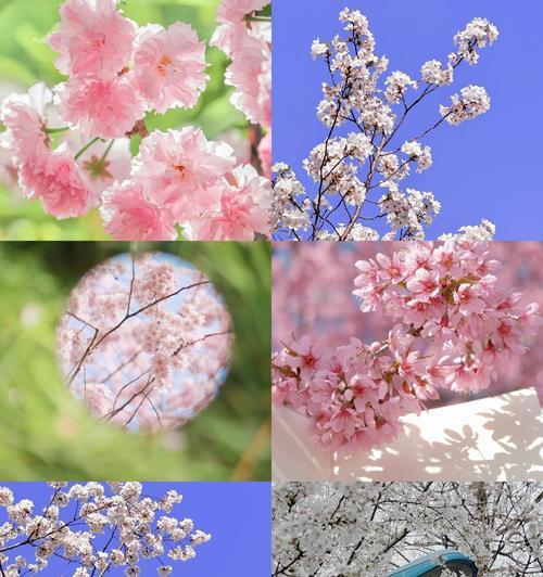 深入攻略日本樱花之都（探秘日本樱花文化的背后世界）